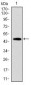 FAS Antibody